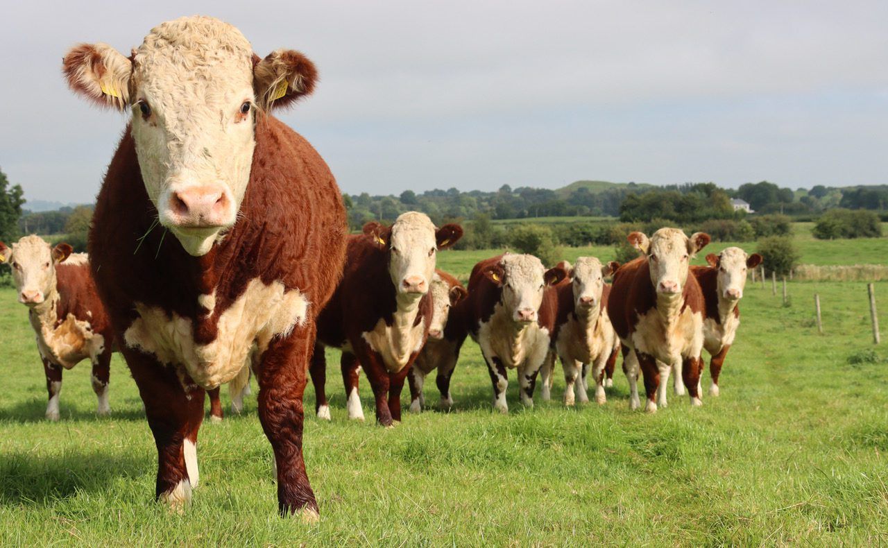 NI brucellosis compensation rates for July 2023