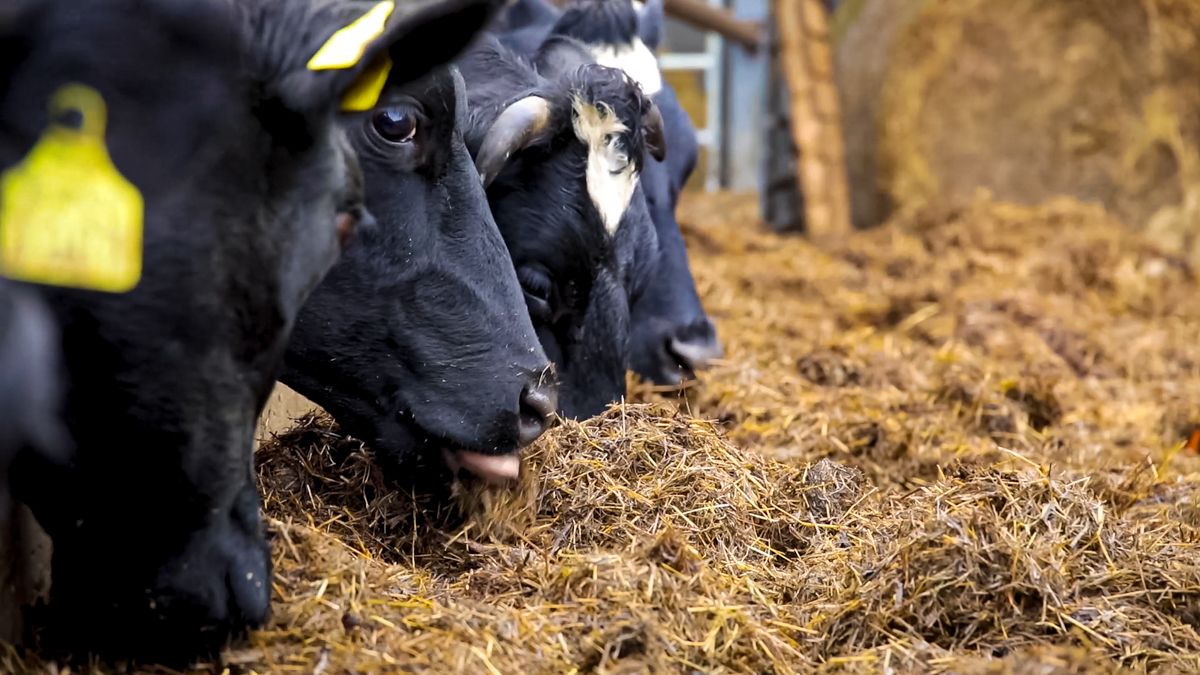 Poor management of dairy workers could bring on recruitment crisis