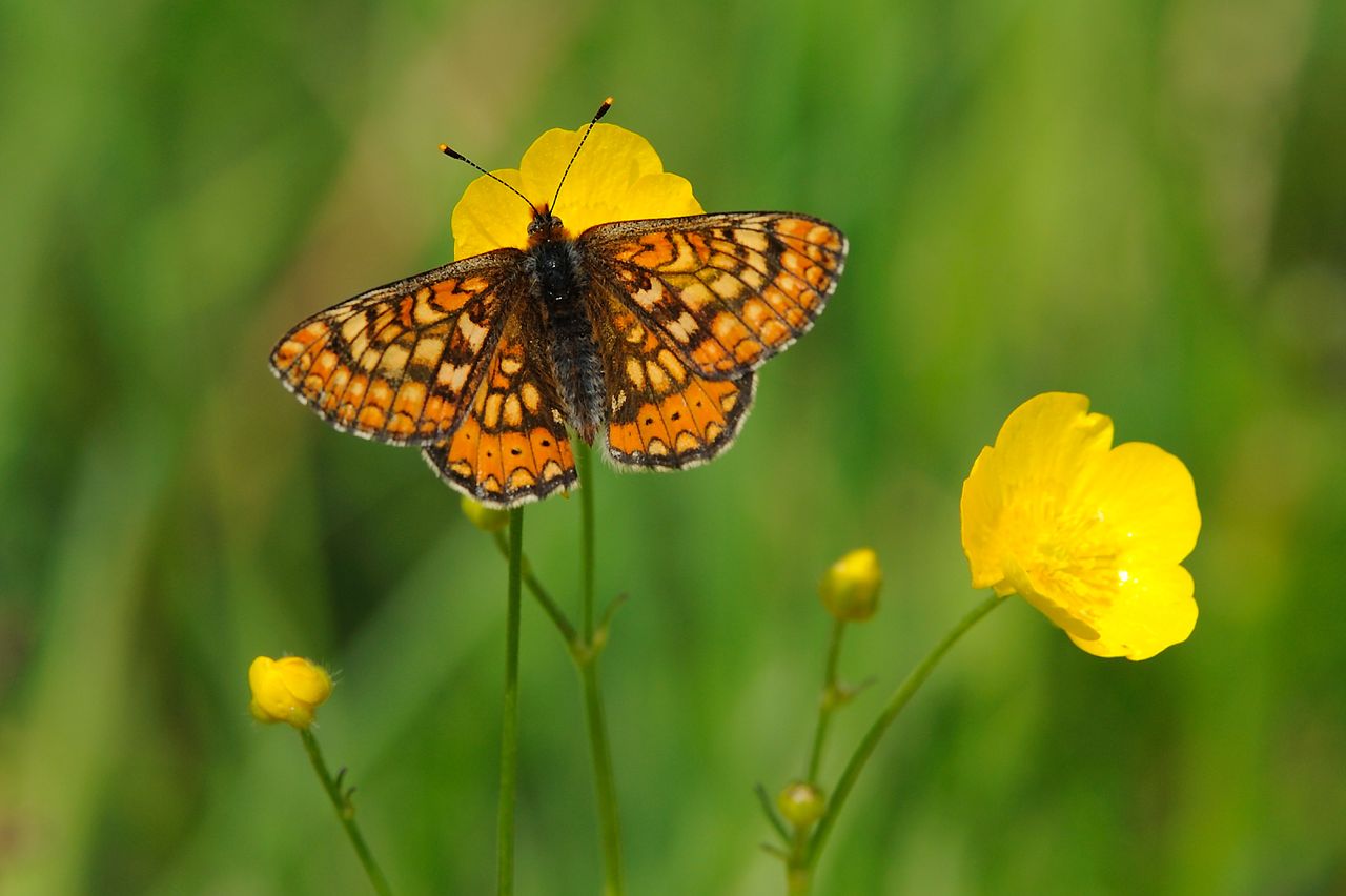 DAERA report on environmental improvements published