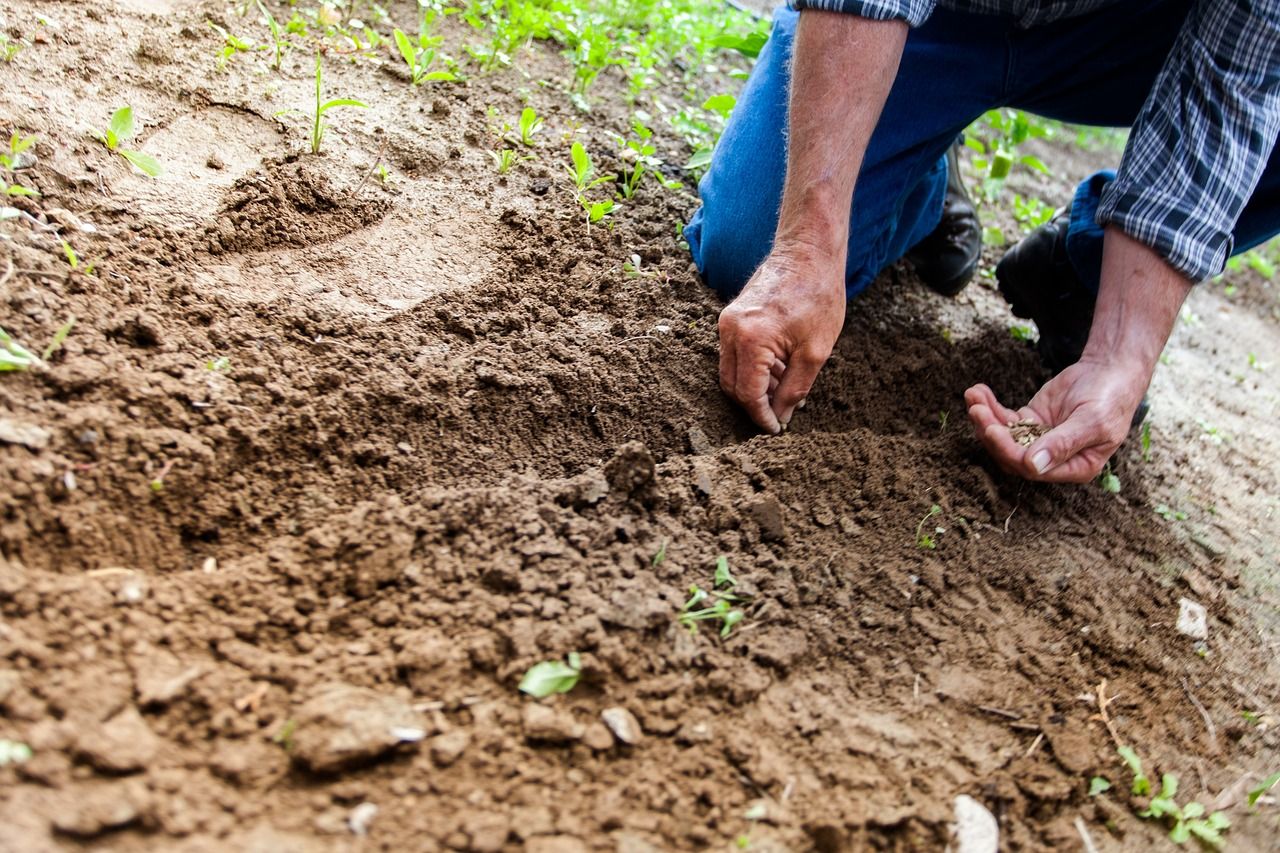 Potassium availability linked to moisture content of soils