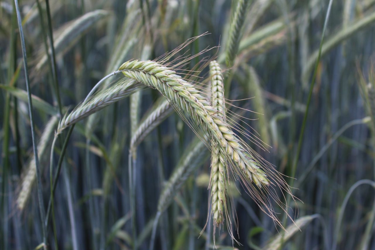 Tillage: Getting the early agronomy of winter crops right is crucial