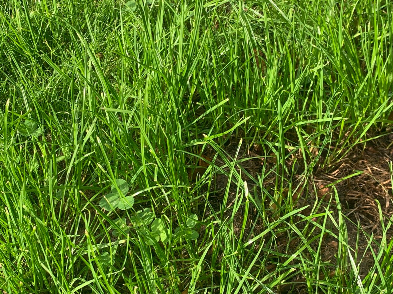 AFBI involved in €2m All-Ireland grass development programme