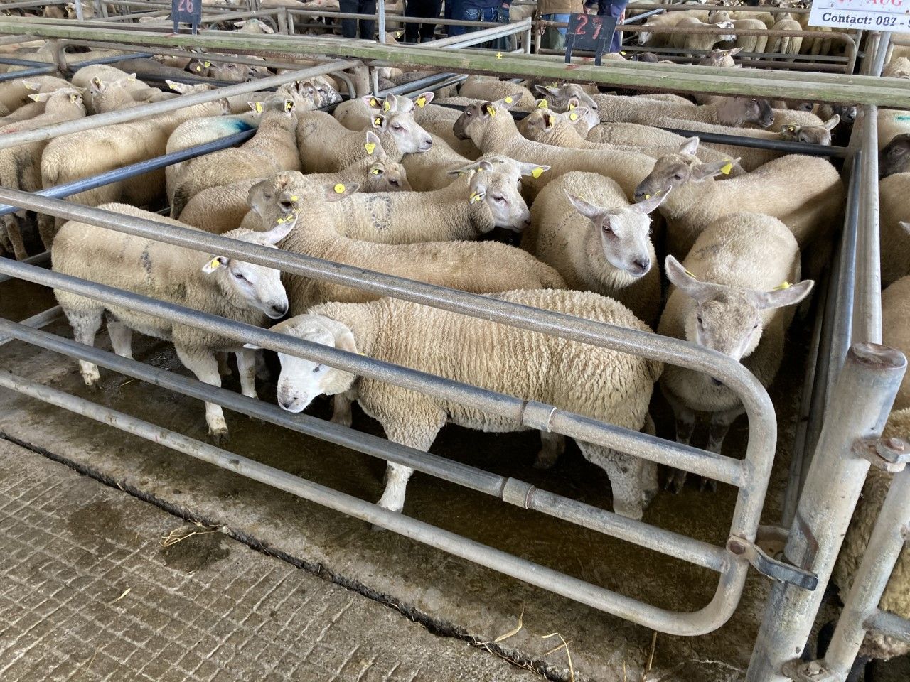 Significant lamb price drop in NI is ‘very unreasonable’ – UFU