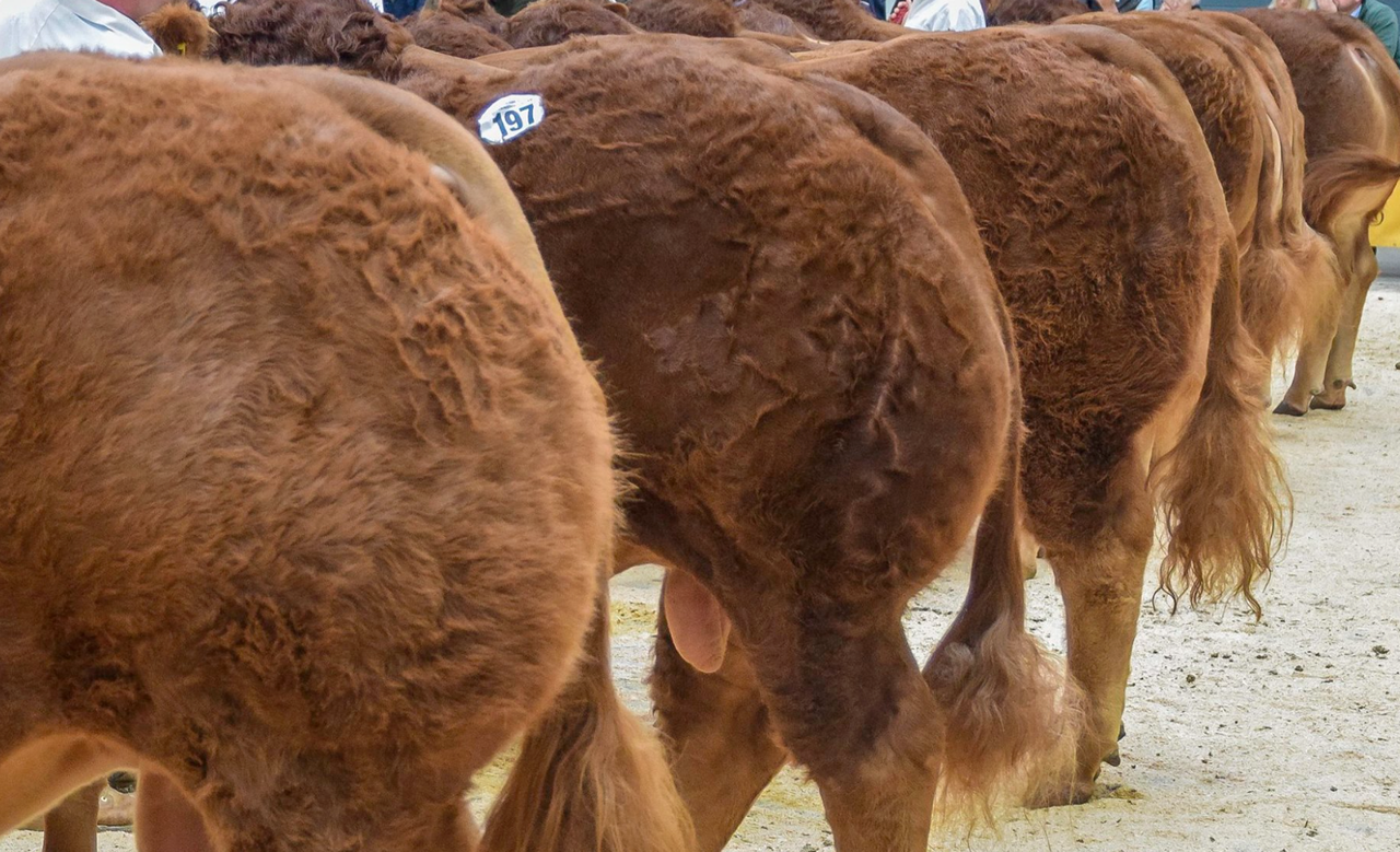Handler injured by ‘spooked’ bull at Great Yorkshire show