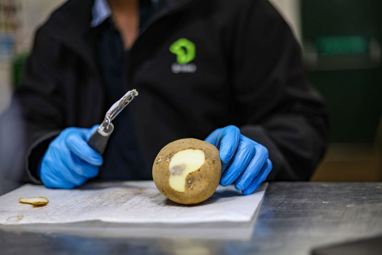 New project to tackle supermarket waste by reducing potato bruising