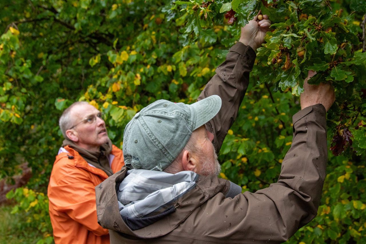 How Iceland is learning from Scotland’s forestry sector