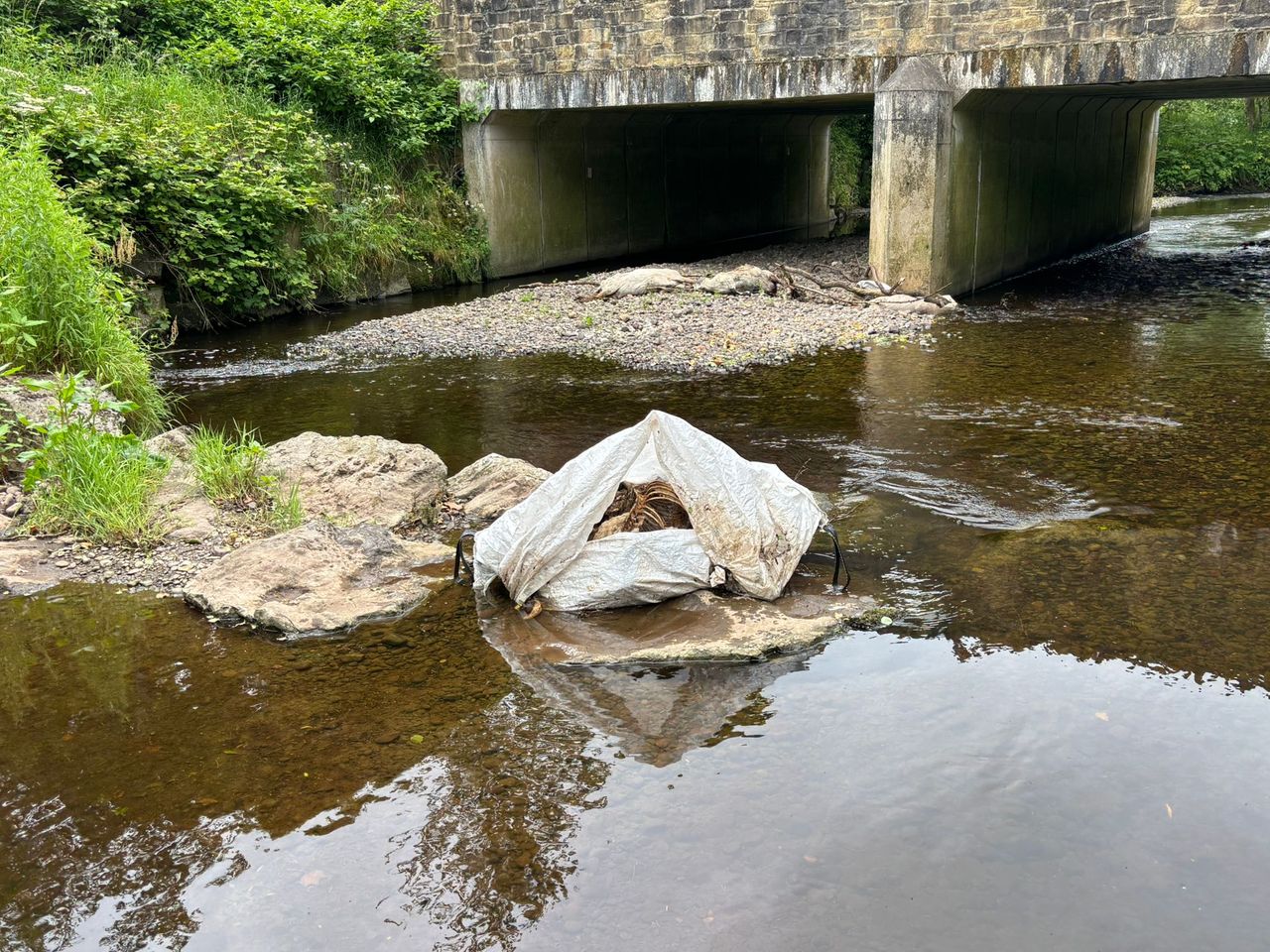 Graphic pics: Dead sheep and calves found dumped in Tyrone