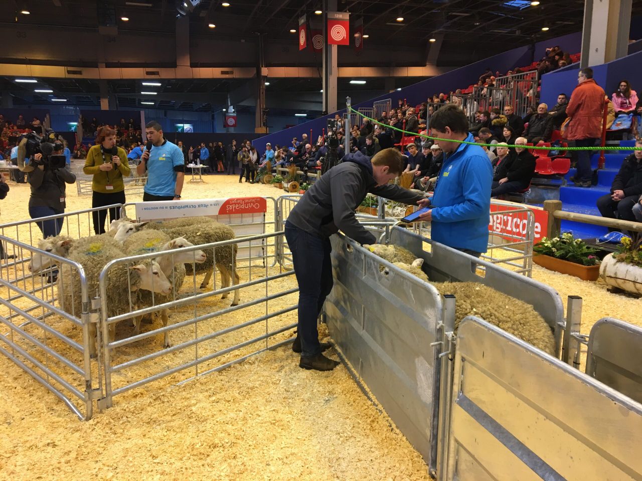 UK young shepherds head to European finals