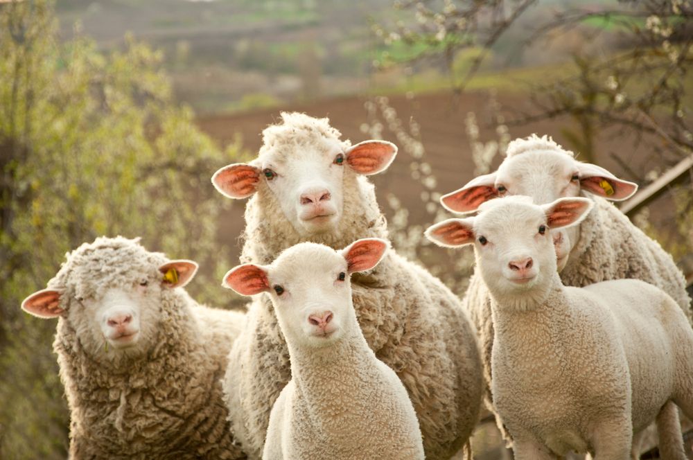 Boost in sheep trade, live shipments up