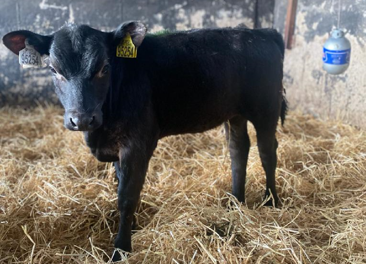 Dairy-beef: What does a buyer want from your non-replacements?
