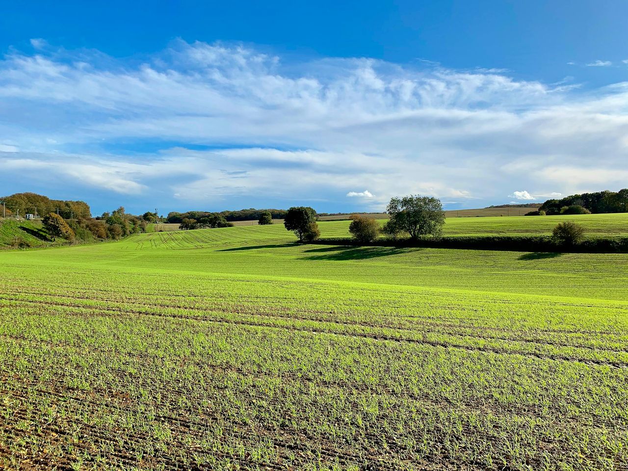 Campaigners want Govt to 'undo damage done to pesticide standards'