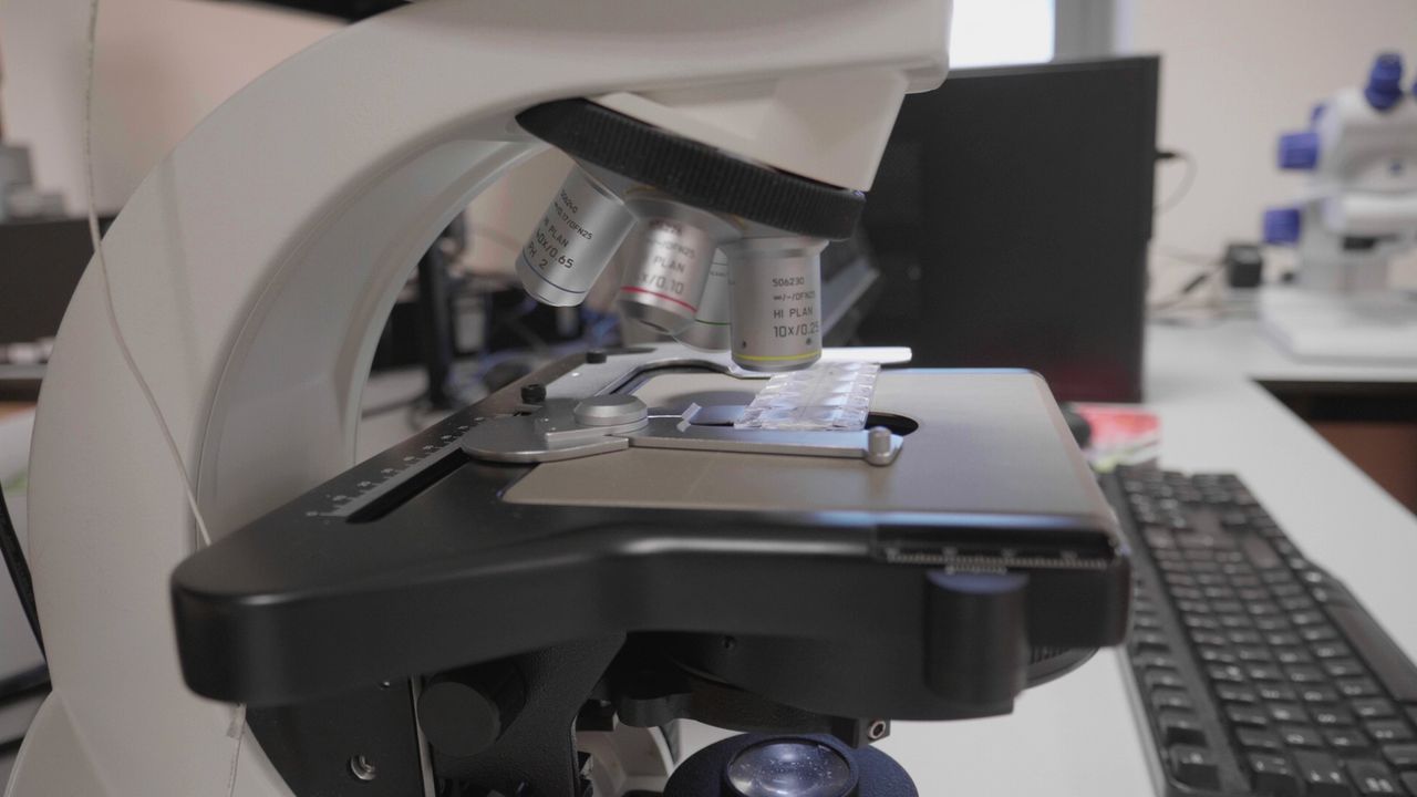 Gene-editing to be reviewed by EU in 2021