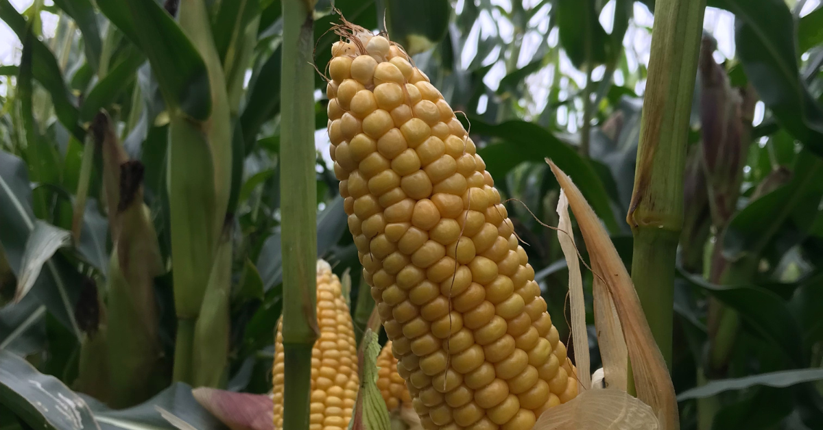 Forage maize yields of up to 18t/ac projected for mid-Ulster