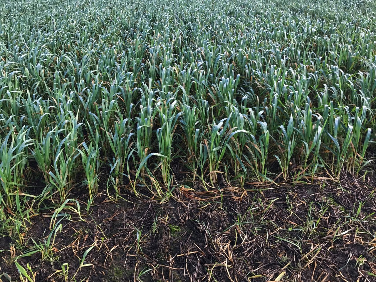 Armagh grower commits to growing winter crops only