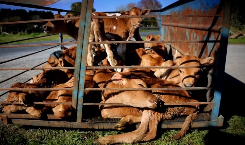 Shocking video footage puts spotlight on New Zealand's dairy industry