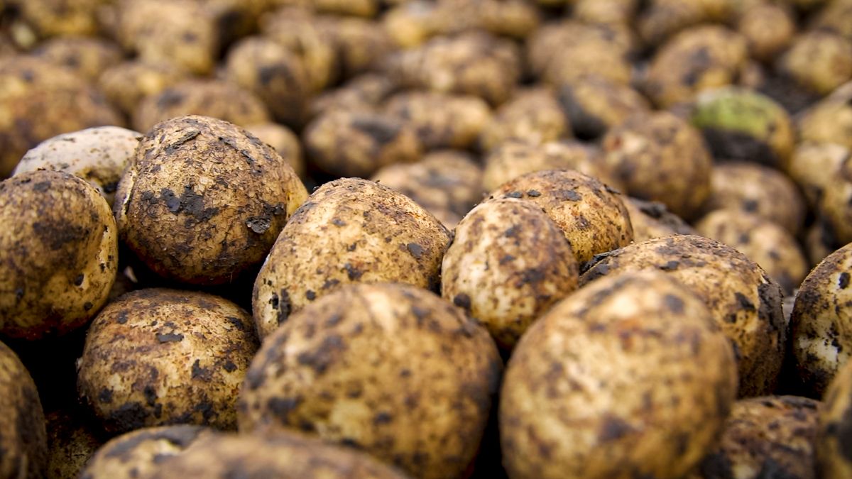 Seed Potato Organisation seeks new members