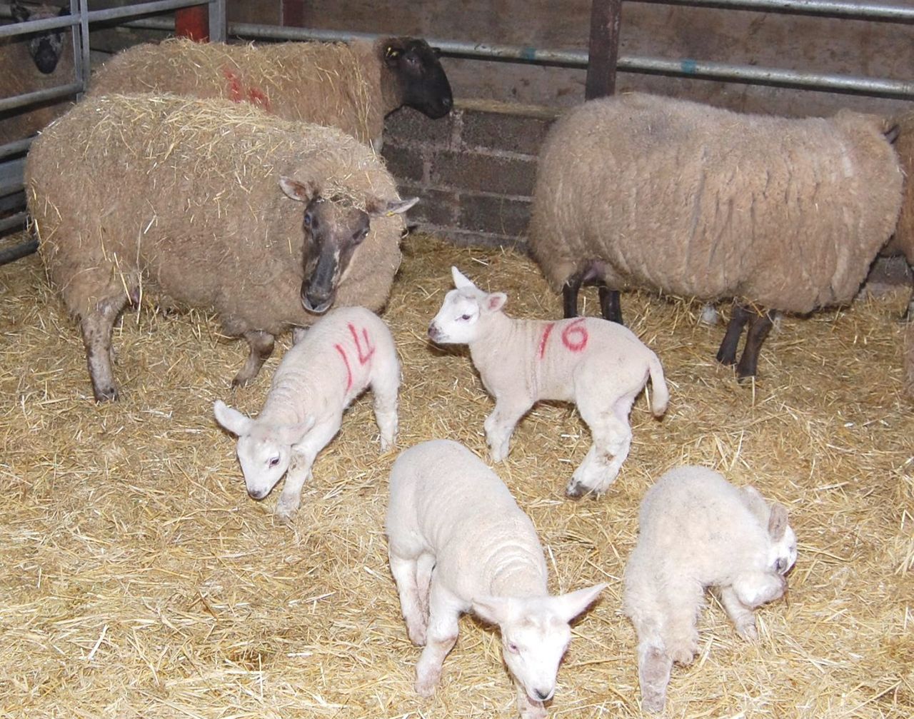 Genetics research to improve ewe longevity