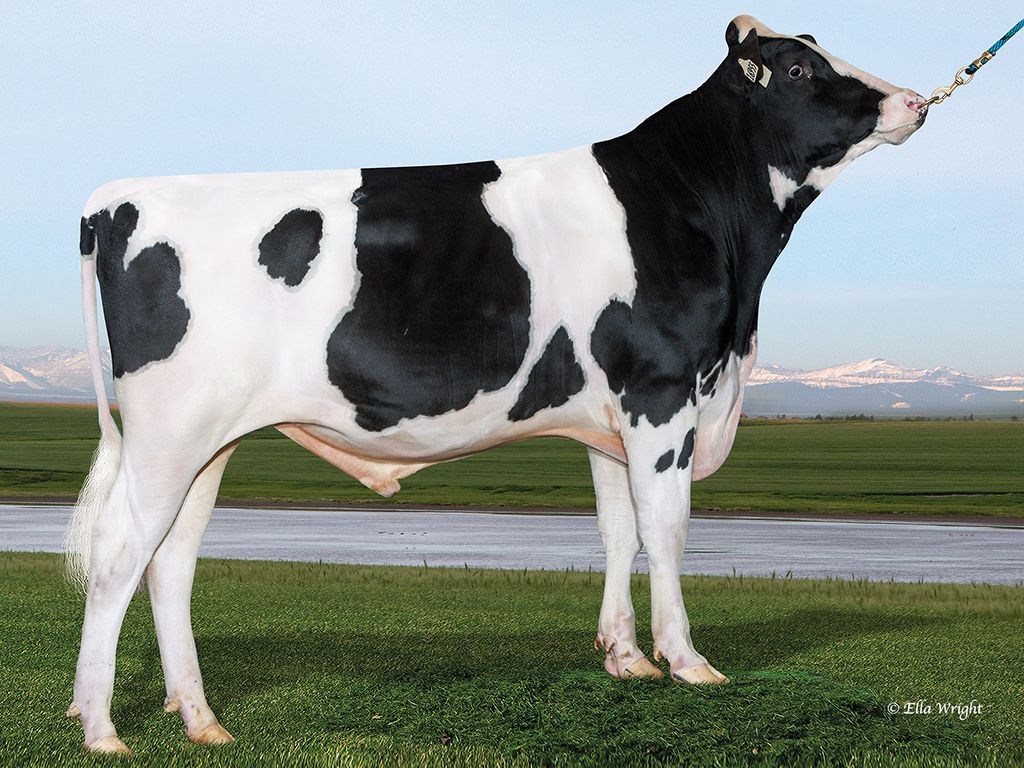 Improving milk components a priority for NI dairy farmers – breeding specialist