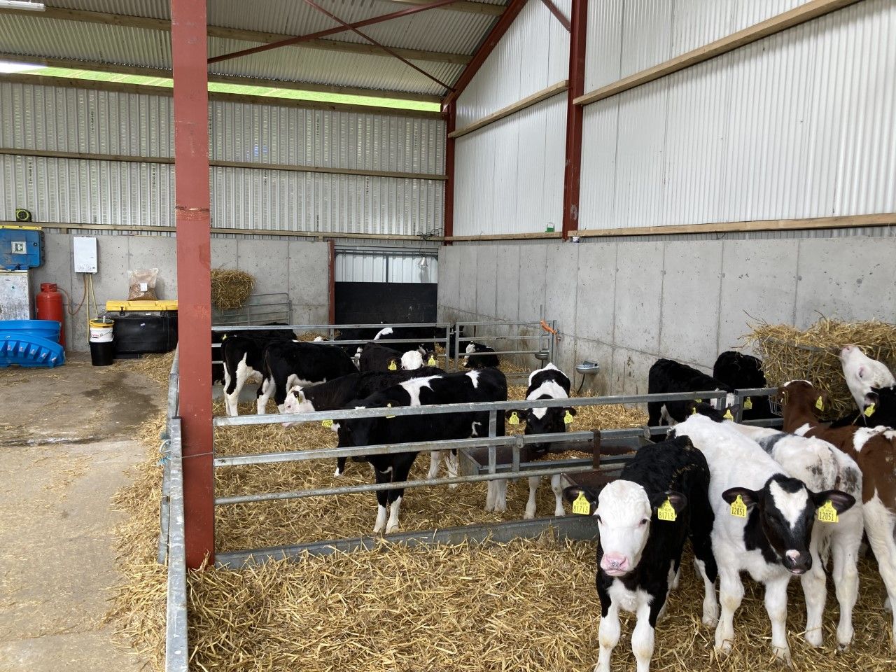 Increasing the saleability of non-replacement calves this spring