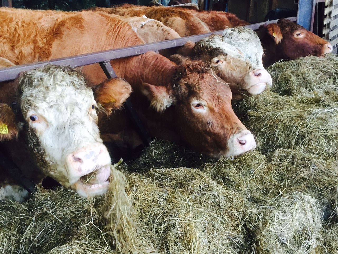 Mad Cow Disease (BSE) detected in Spain
