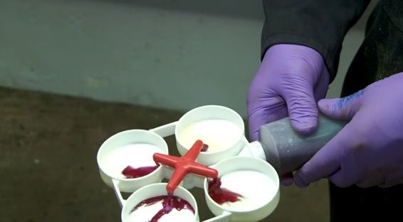 Dairy tip of the month: Detecting mastitis with the California Mastitis Test (CMT)