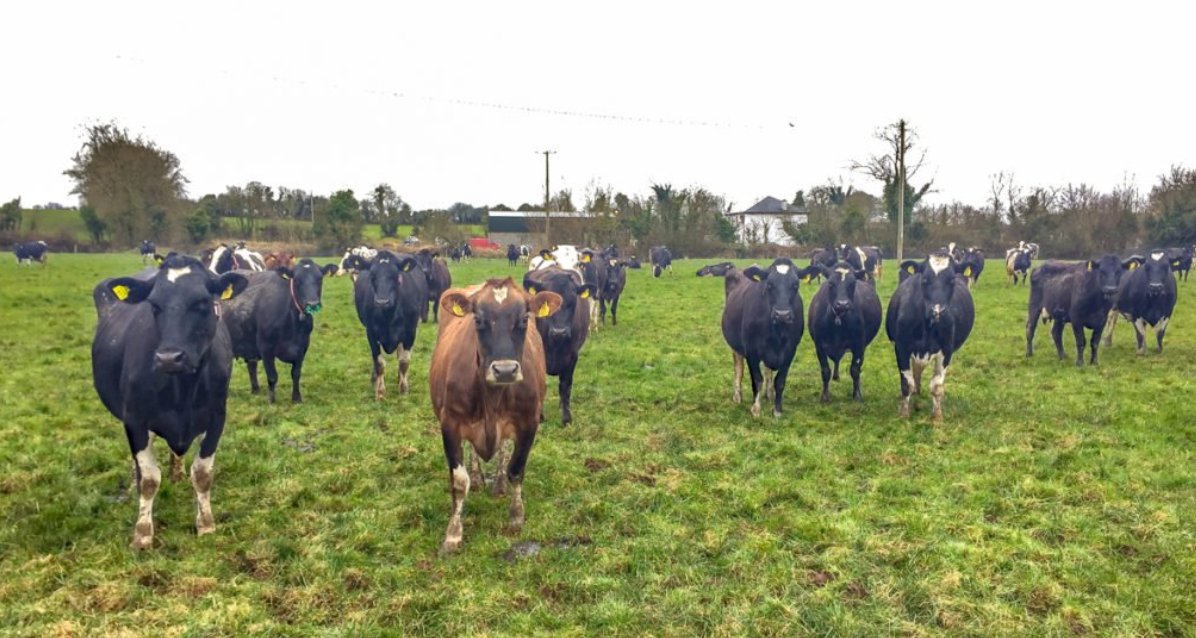 Bovine TB cases drop in England and Wales