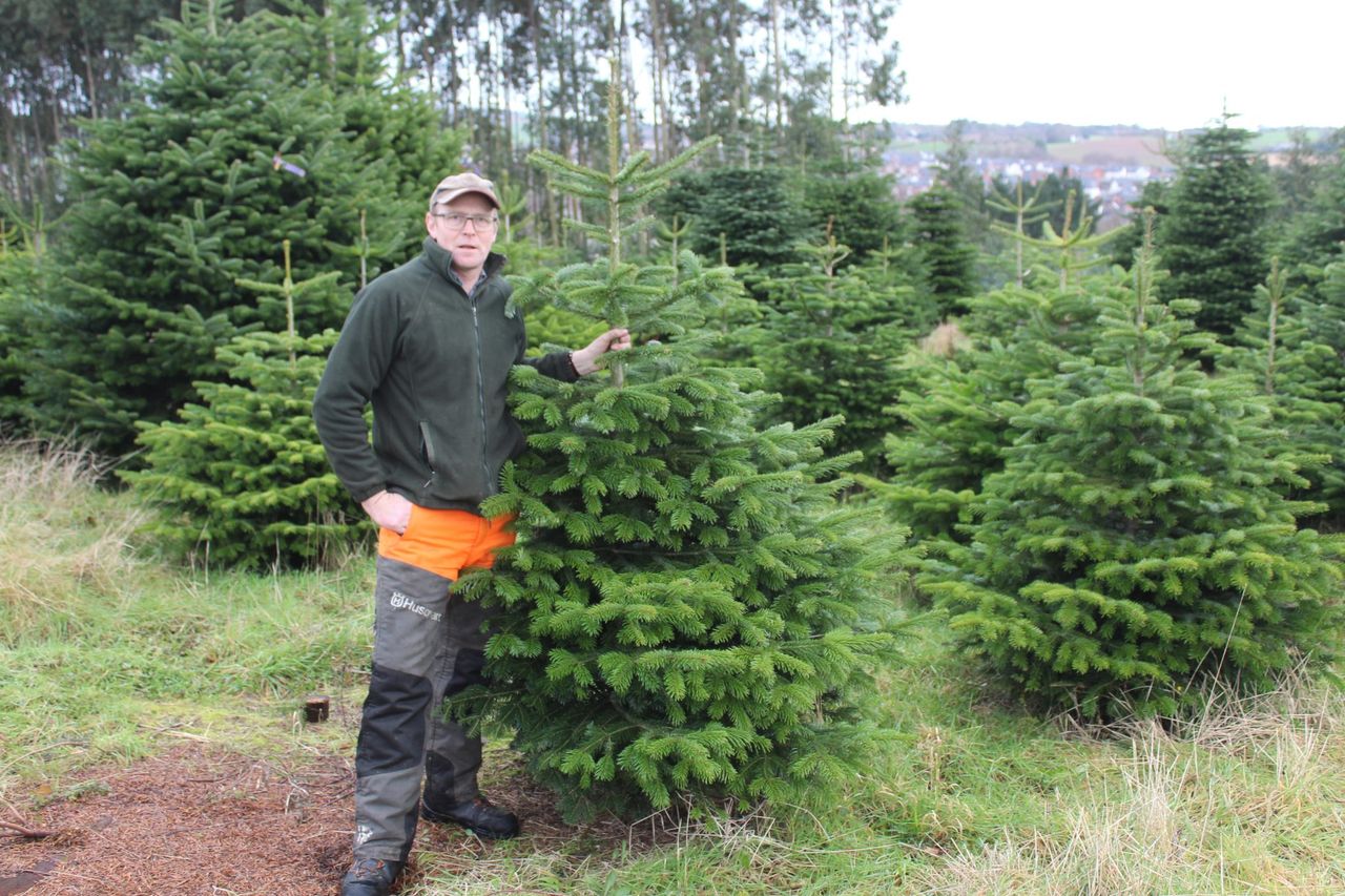 Christmas tree production at the heart of sustainable land management