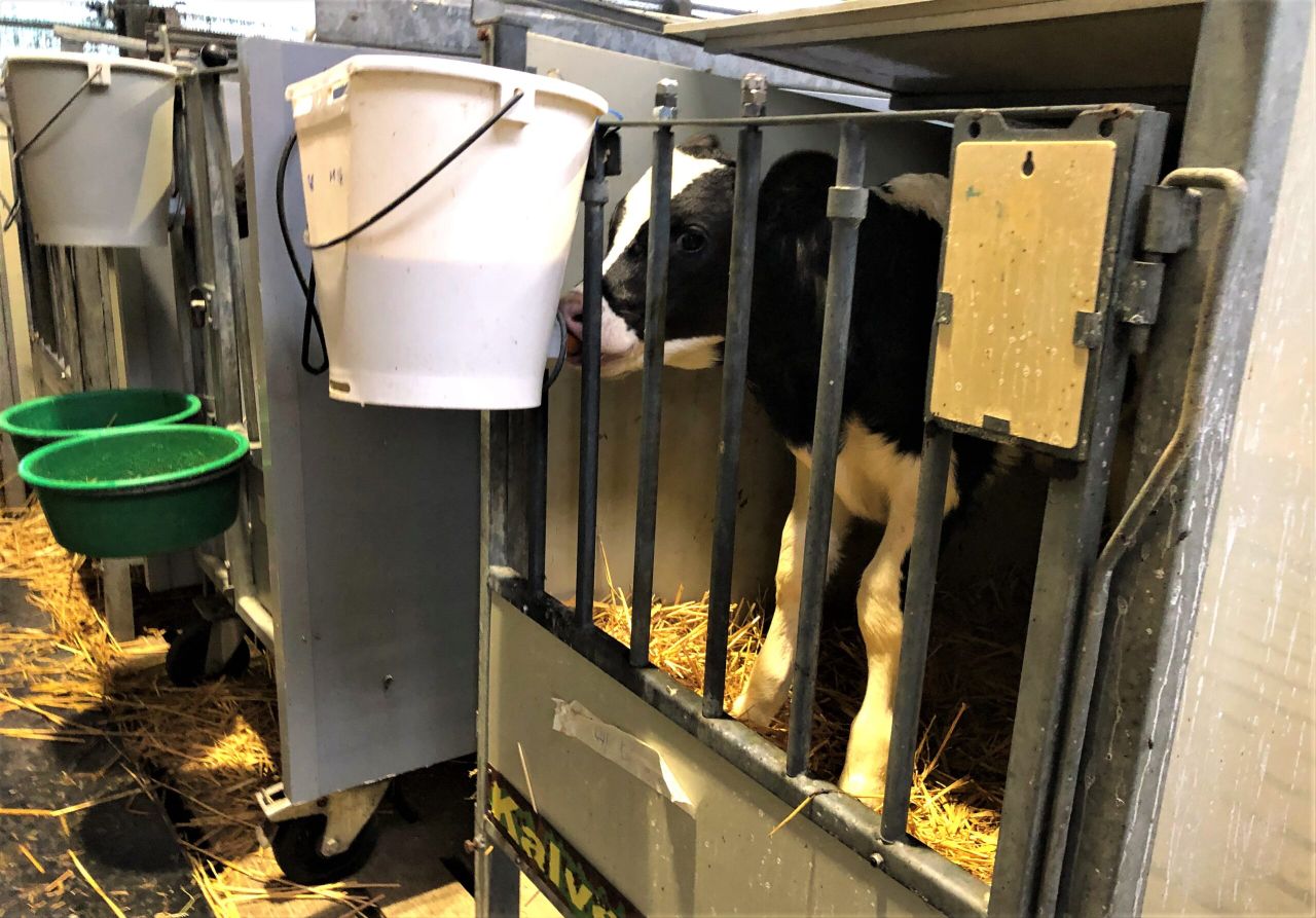 Pics: Efficient ways of heating and defrosting colostrum in spring 2020