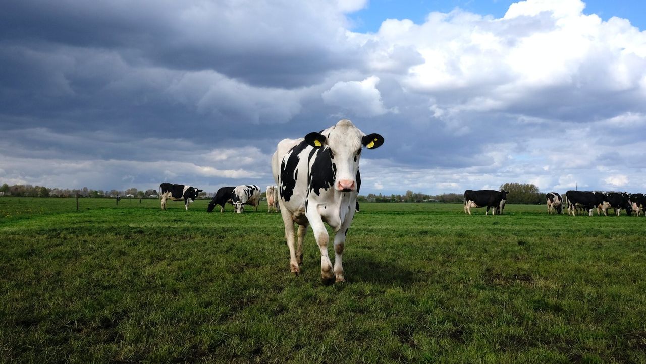 Grazing: Taking opportunities as they come this spring