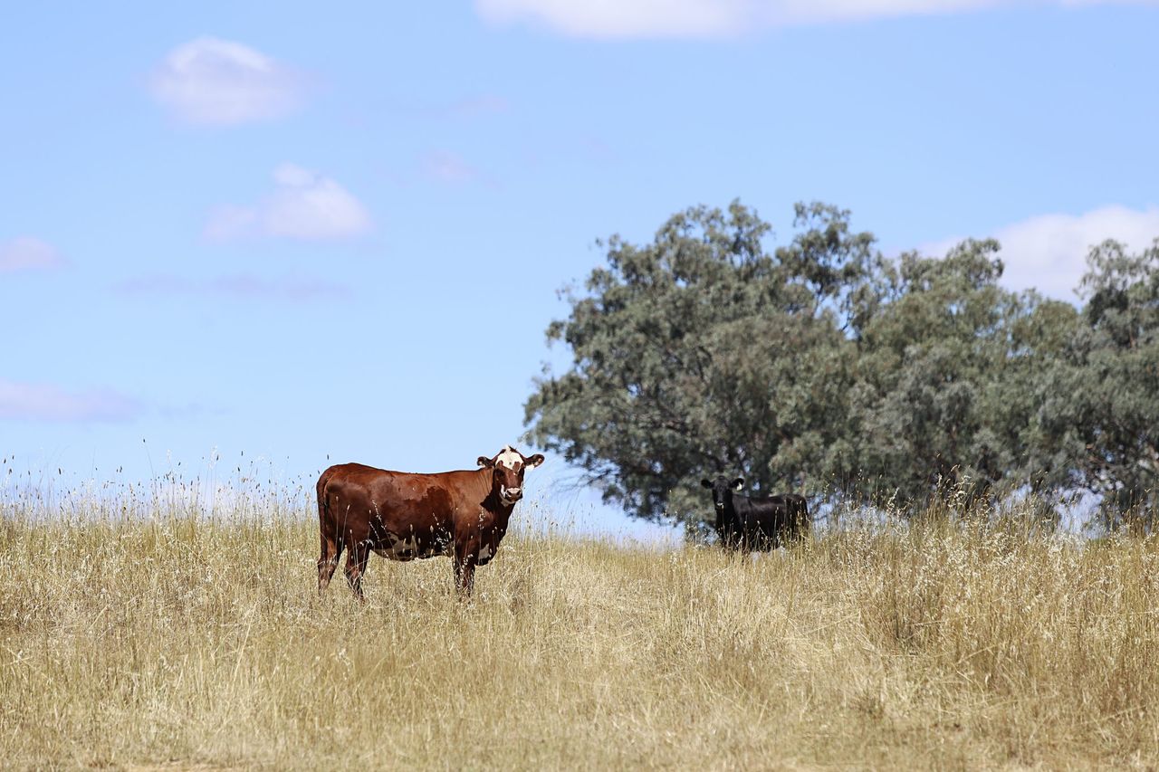 Beef industry in Australia to break records in 2025 – report