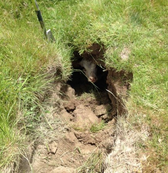 Pics: Calf has lucky escape after fall into a water course