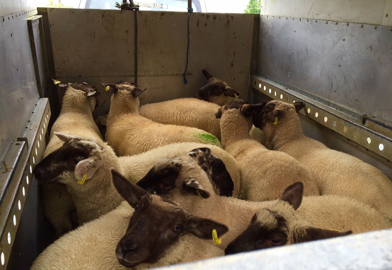 More Northern Irish lambs expected to be slaughtered in the Republic
