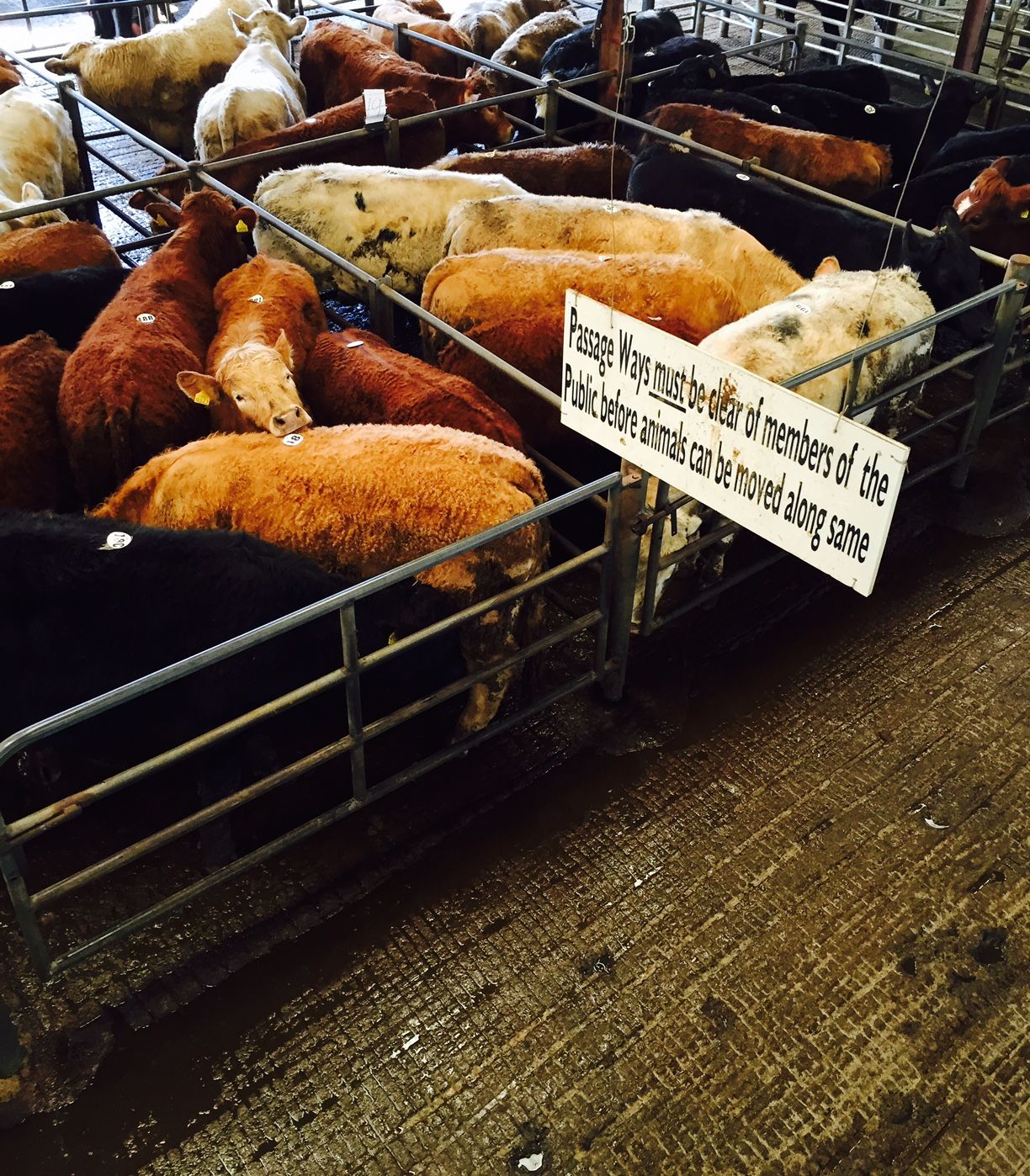 Concerns in the UK about where cattle prices are going