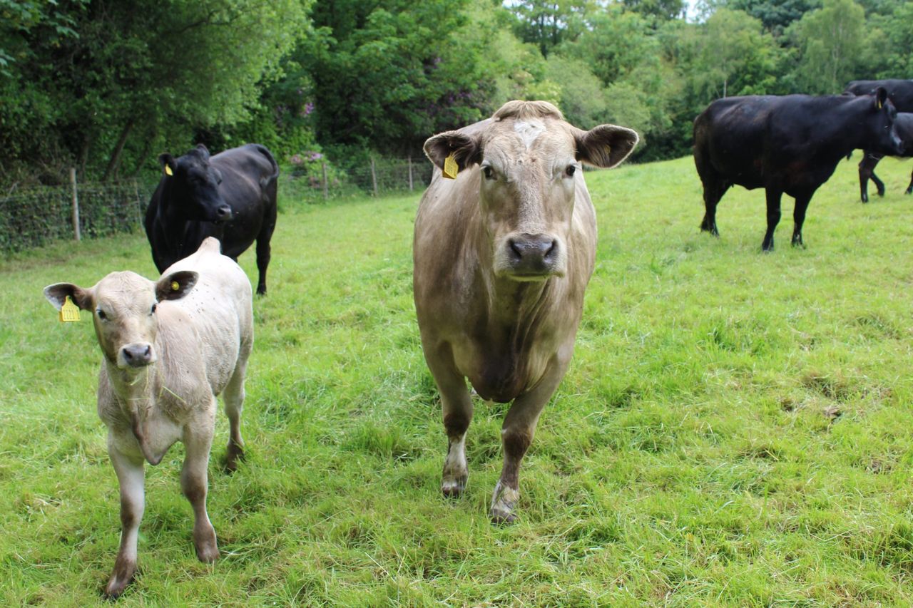 New tool for suckler farmers to boost profit and reduce emissions