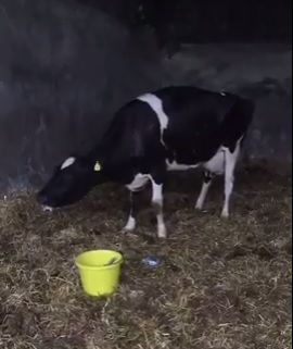 Agriland Vet: Treating Grass Tetany as rain drives grass growth