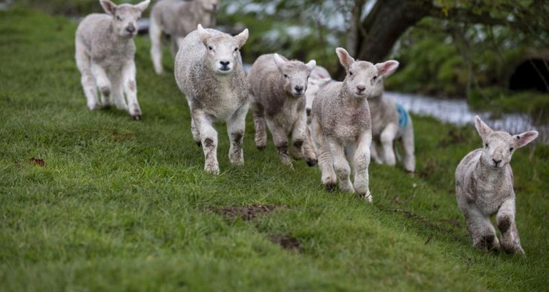 Livestock worrying remains 'serious cause for concern' - NFU