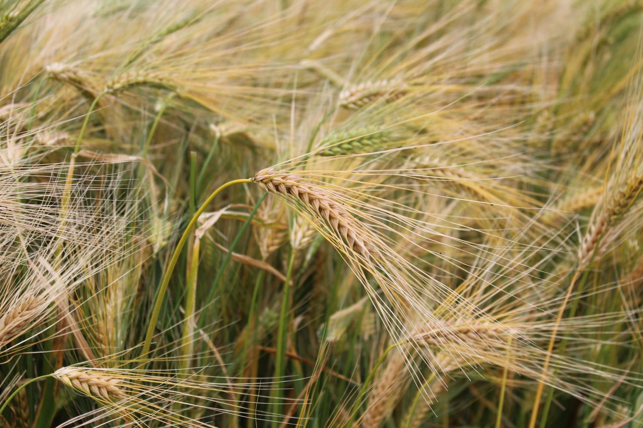 Research: Hybrid barleys could help with fertiliser costs