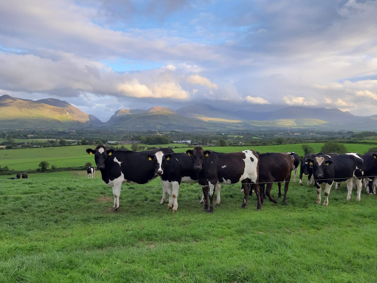 Consumers’ interest in meat-free products is declining- AHDB