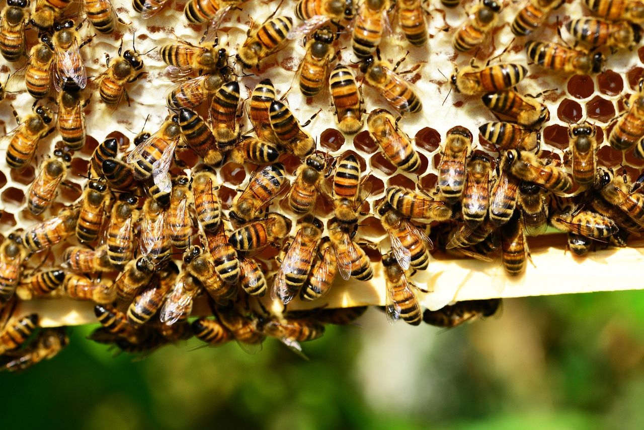 American Foulbrood outbreak detected in Perthshire beehive