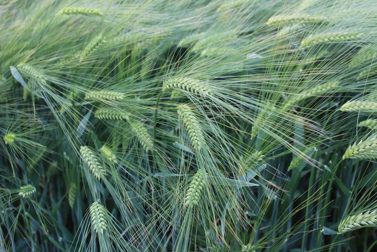 PDA updates potash, phosphate and sulphur guidance for cereals
