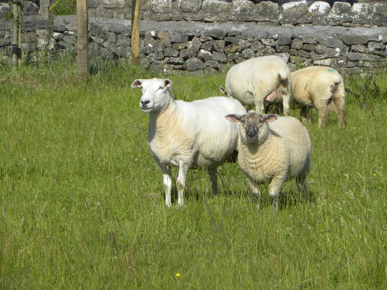 Australian lamb exports to reach record levels