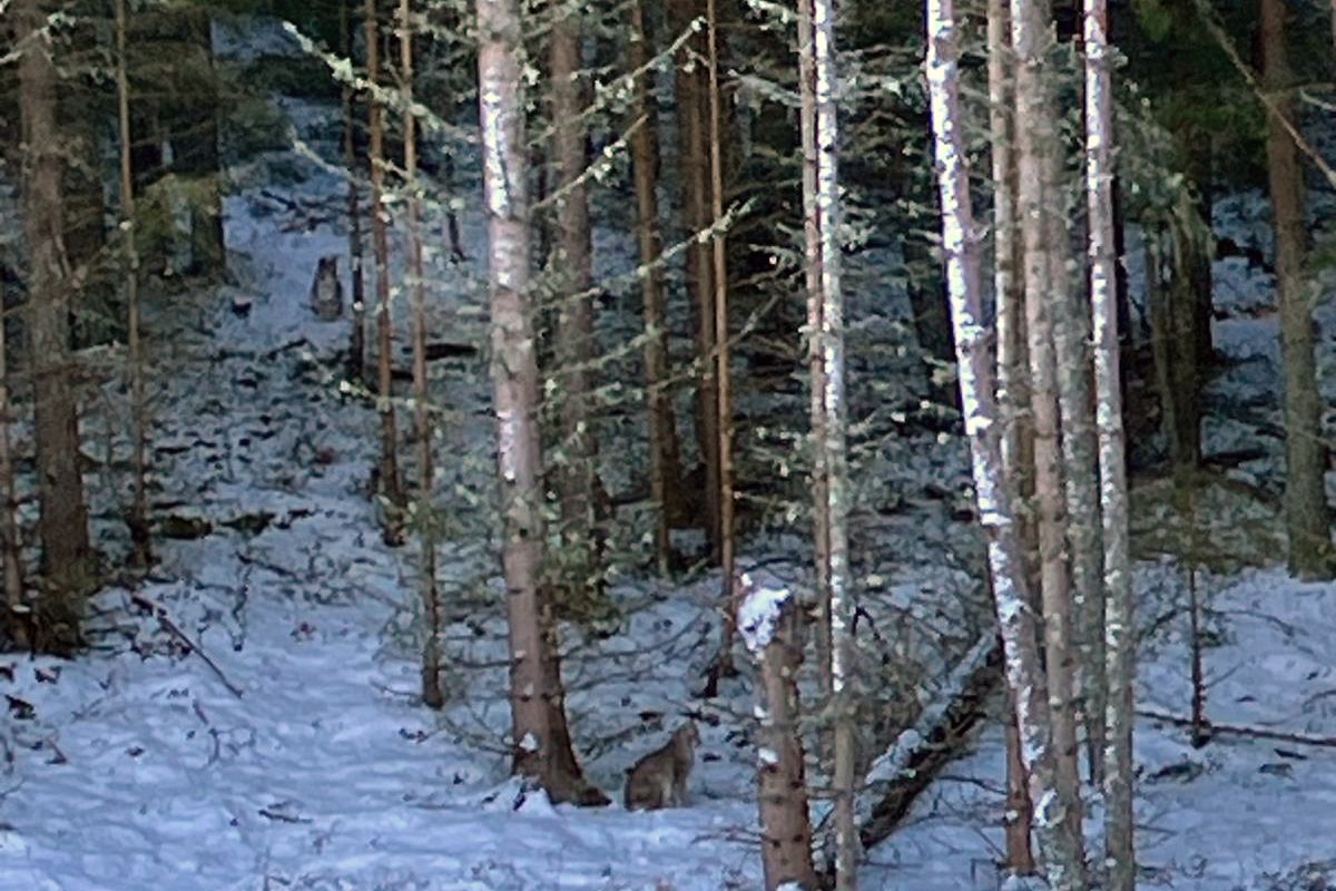 4 lynx illegally released into Scottish Highlands - RZSS