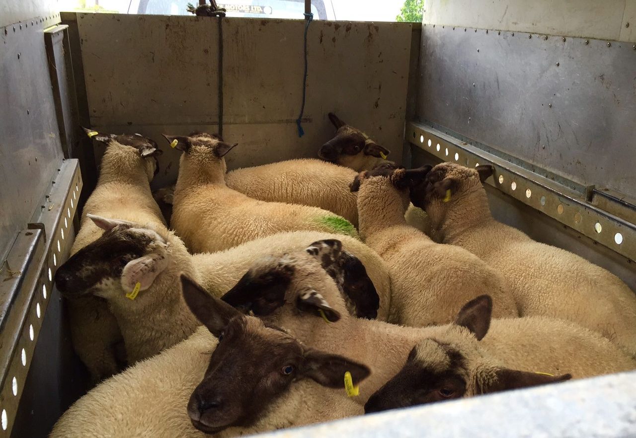 Over 14,000 Northern Irish spring lambs slaughtered in Ireland in two weeks - LMC