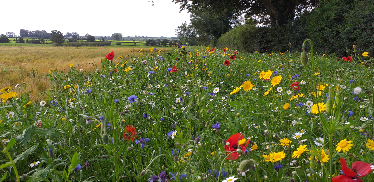 DAERA and CAFRE offer biodiversity trip to Cotswolds farming cluster