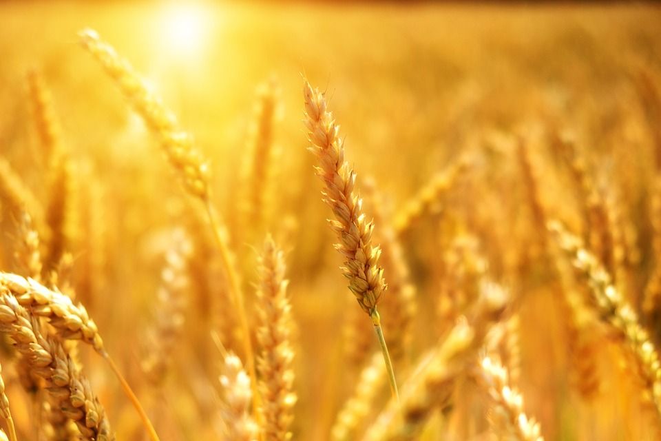 Food trapped in Ukraine 'a major worry for developing world'