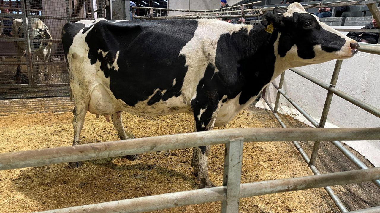 In pictures: Taaffe Auctions December dairy sale