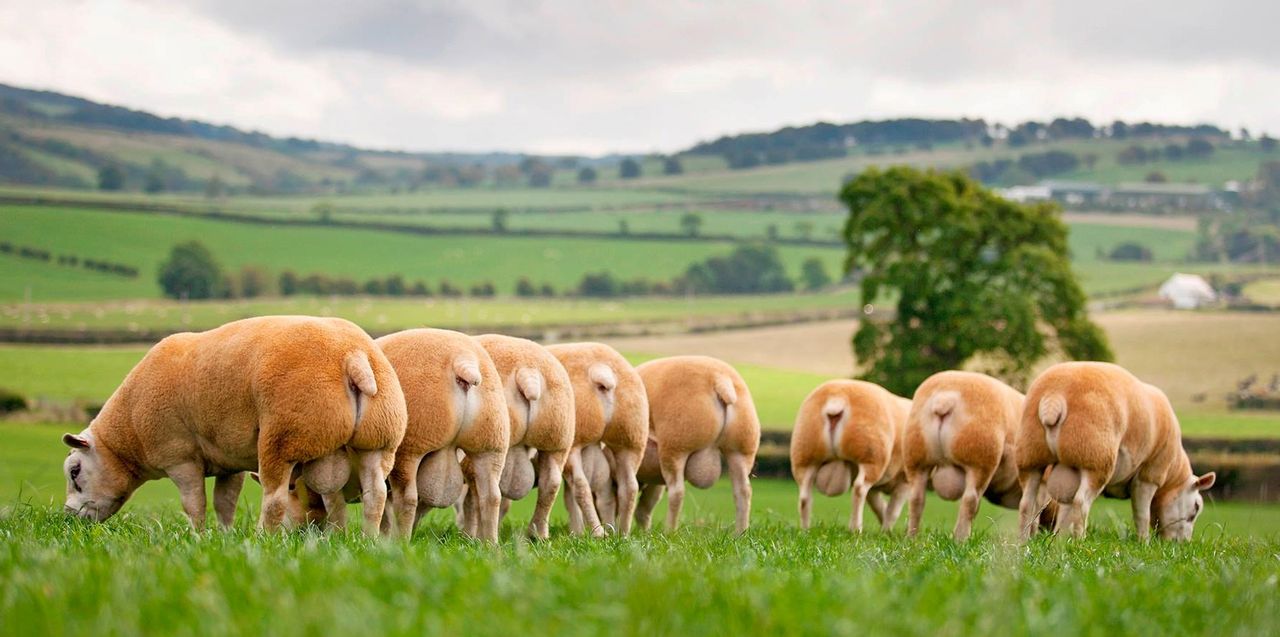 iTexel Conference: Breeding to reduce antibiotic use
