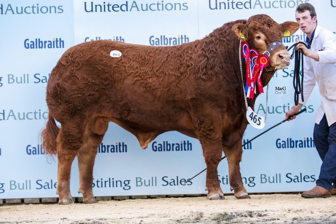 Limousin bulls hits 11,000gns at Stirling society sale