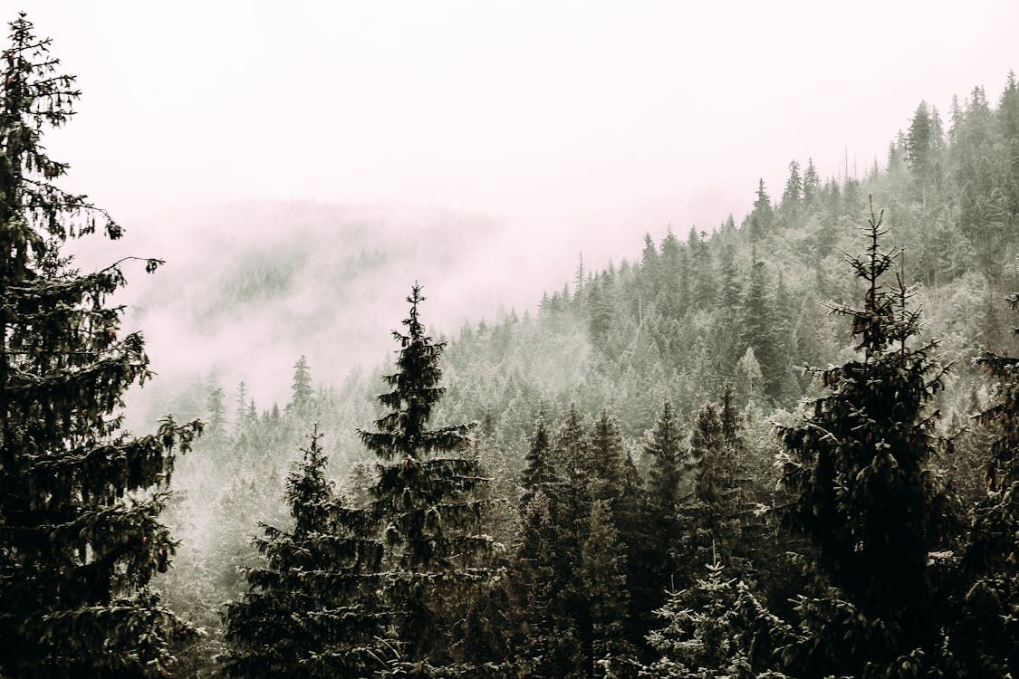 Report: £95m worth of forestry sold in UK this year - down 55%