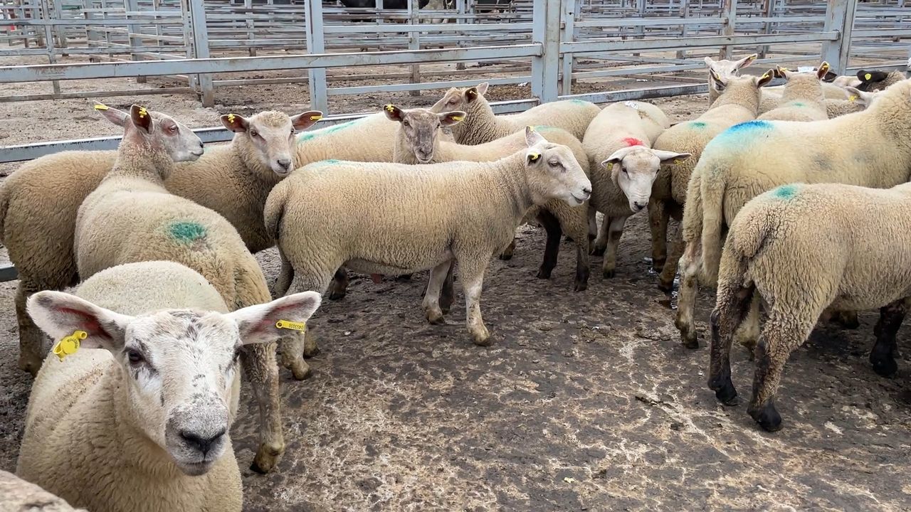 ‘Iceberg diseases’ impacting on overall sheep productivity